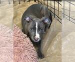 Small #3 Mutt