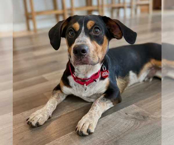 Medium Photo #7 Doxle Puppy For Sale in Dunnellon, FL, USA
