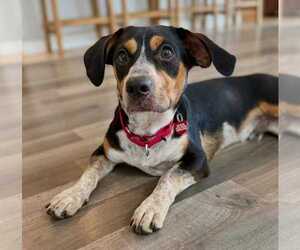 Dante - Male Doxle Dog for Adoption - Photo #7