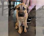 Small Mutt