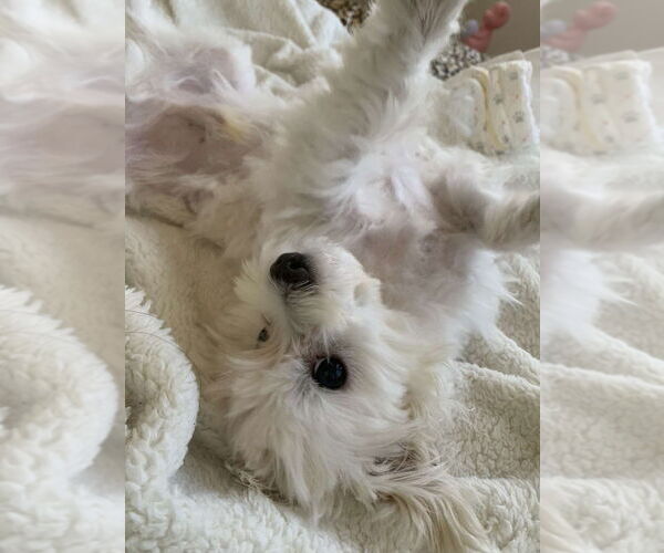 Medium Photo #7 Maltese Puppy For Sale in Studio City, CA, USA
