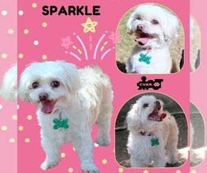 Maltipoo (Miniature) Dogs for adoption in Lindsay, CA, USA