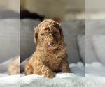 Small Photo #3 Labradoodle Puppy For Sale in TULARE, CA, USA