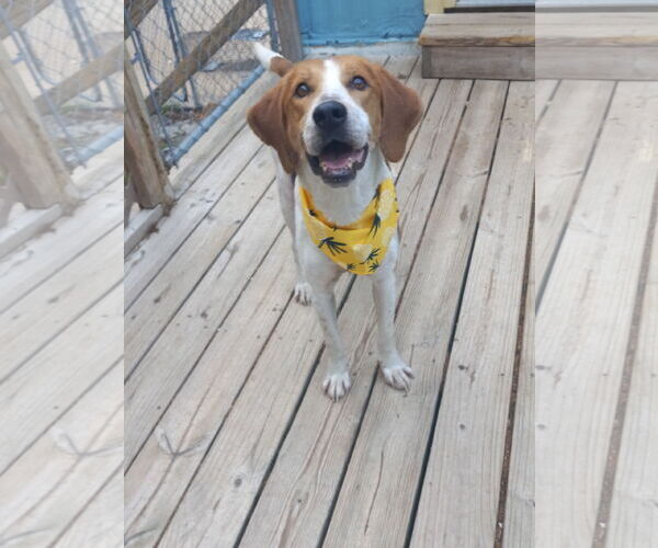 Medium Photo #9 Mutt Puppy For Sale in Murfreesboro, NC, USA