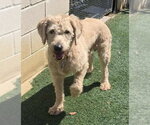 Small #8 Labradoodle