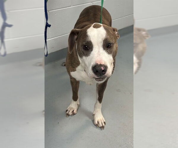 Medium Photo #1 Mutt Puppy For Sale in St. Cloud, FL, USA