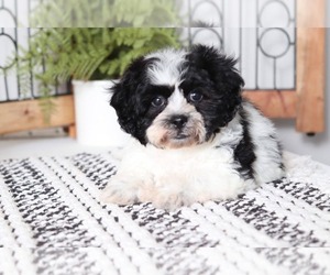 Zuchon Puppy for sale in NAPLES, FL, USA