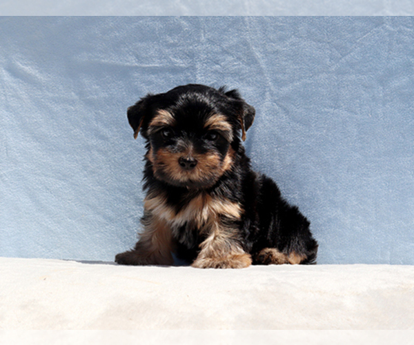 Medium Photo #9 Yorkshire Terrier Puppy For Sale in LOS ANGELES, CA, USA