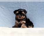 Small #8 Yorkshire Terrier