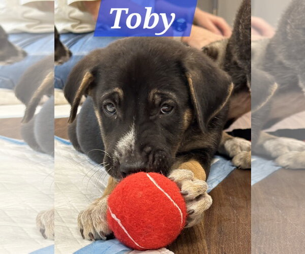 Medium Photo #1 Labrador Retriever-Unknown Mix Puppy For Sale in The Woodlands, TX, USA