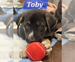 Small Labrador Retriever Mix