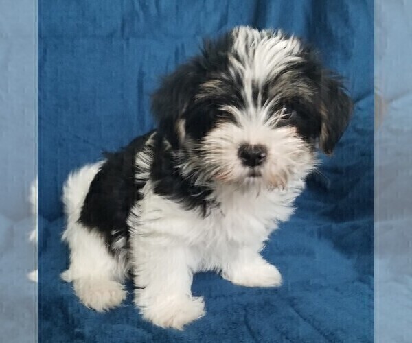 Medium Photo #19 Morkie Puppy For Sale in HOLLAND, MI, USA