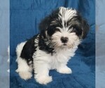Small #18 Morkie