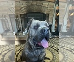Small Photo #1 Cane Corso Puppy For Sale in NEW TAZEWELL, TN, USA