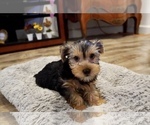Small Photo #10 Yorkshire Terrier Puppy For Sale in LOS ANGELES, CA, USA
