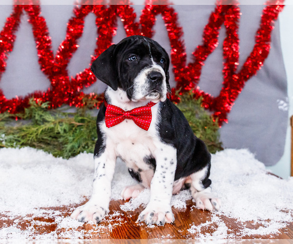 Medium Photo #13 Great Dane Puppy For Sale in WAKARUSA, IN, USA