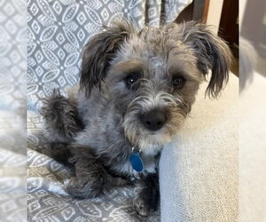 Patty - Female Poodle (Miniature)-Unknown Mix Dog for Adoption - Photo #3