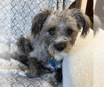 Small Photo #3 Poodle (Miniature)-Unknown Mix Puppy For Sale in Bellevue, WA, USA