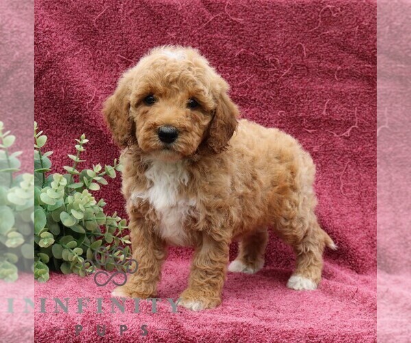 Medium Photo #4 Goldendoodle (Miniature) Puppy For Sale in EPHRATA, PA, USA