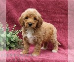 Small #3 Goldendoodle (Miniature)