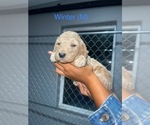 Puppy Winter Goldendoodle