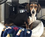 Small #16 Beagle