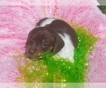 Small Photo #1 Dachshund Puppy For Sale in SEGUIN, TX, USA