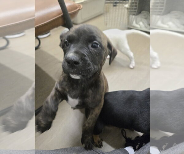Medium Photo #3 American Staffordshire Terrier-Unknown Mix Puppy For Sale in Bardstown, KY, USA