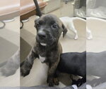 Small #2 American Staffordshire Terrier Mix