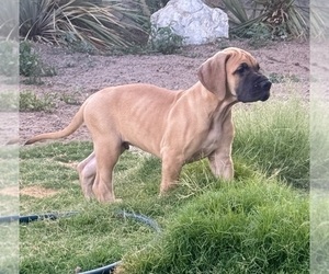 Great Dane Puppy for sale in LAS CRUCES, NM, USA