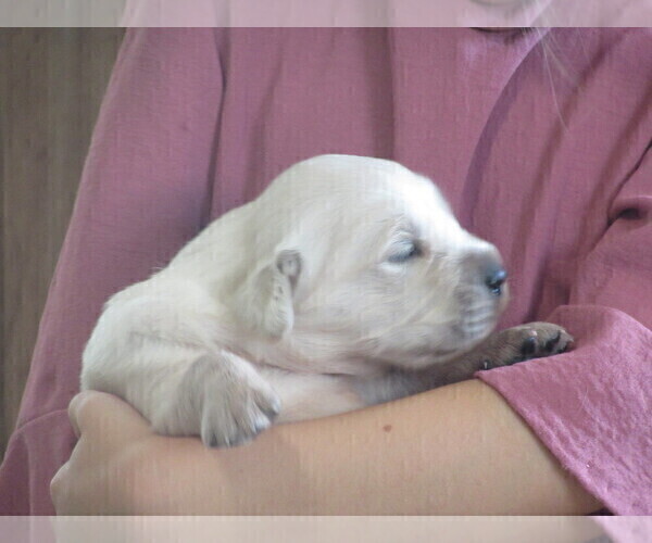 Medium Photo #14 English Cream Golden Retriever Puppy For Sale in COLUMBIANA, OH, USA