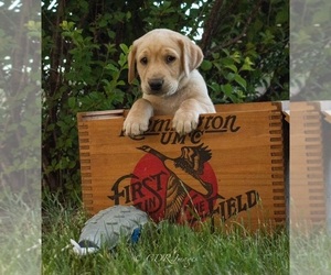 Labrador Retriever Puppy for sale in CHEYENNE, WY, USA
