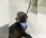 Small Labrador Retriever