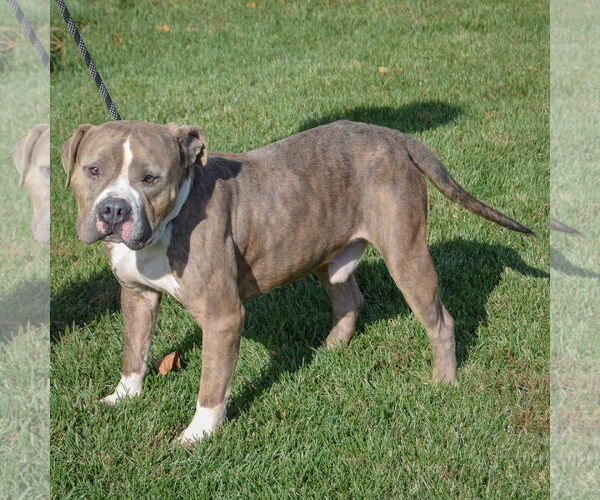 Medium Photo #2 American Bulldog-American Staffordshire Terrier Mix Puppy For Sale in Huntley, IL, USA