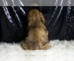 Small #5 Cocker Spaniel
