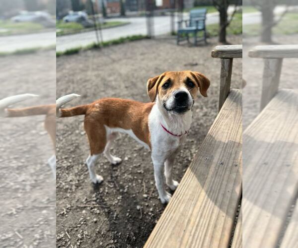 Medium Photo #3 Mutt Puppy For Sale in Elmsford, NY, USA