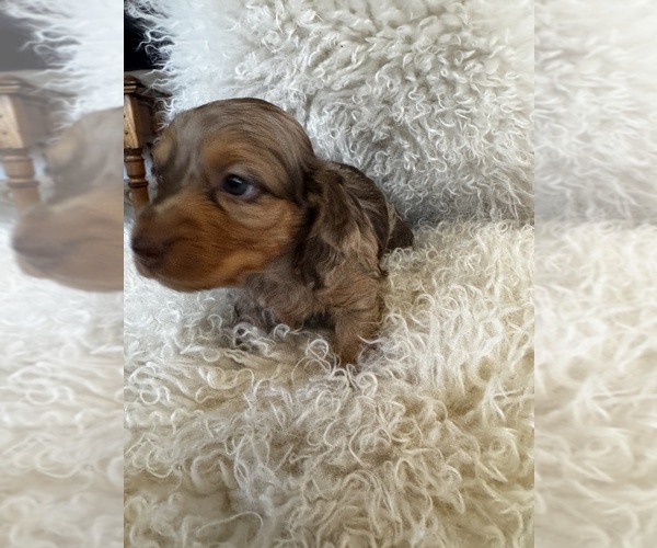 Medium Photo #6 Dachshund Puppy For Sale in COLLBRAN, CO, USA