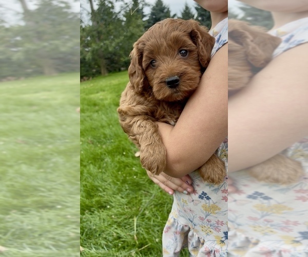Medium Photo #11 Goldendoodle (Miniature) Puppy For Sale in RANDOLPH, WI, USA