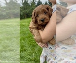 Small #10 Goldendoodle (Miniature)