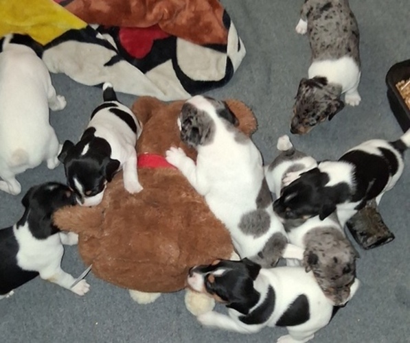 Medium Photo #1 Jack Russell Terrier Puppy For Sale in JASPER, FL, USA