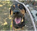 Small #1 Rottweiler