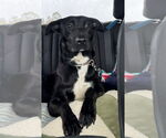 Small #2 Labrador Retriever Mix