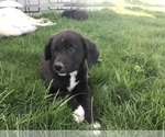 Small #1 Anatolian Shepherd-Labrador Retriever Mix