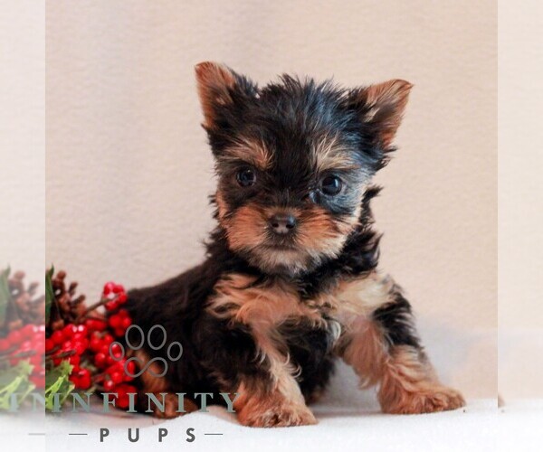Medium Photo #3 Yorkshire Terrier Puppy For Sale in REINHOLDS, PA, USA