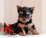Small #2 Yorkshire Terrier
