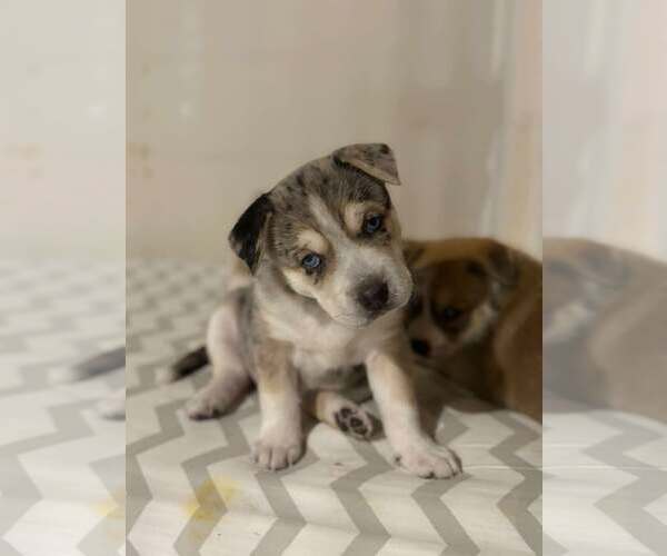 Medium Photo #5 Siberian Husky-Unknown Mix Puppy For Sale in Gretna, NE, USA