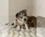 Small #4 Siberian Husky Mix