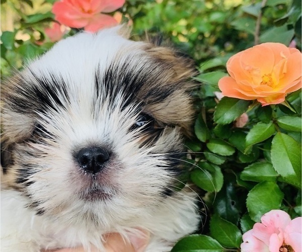 Medium Photo #4 Shih Tzu Puppy For Sale in SMITHVILLE, TX, USA