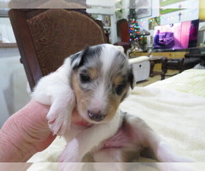 Collie Puppy for sale in PALM BAY, FL, USA