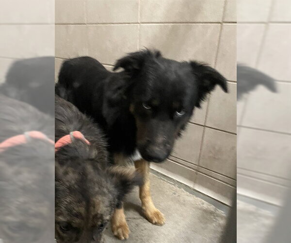 Medium Photo #1 Australian Shepherd-Unknown Mix Puppy For Sale in Stockton, CA, USA